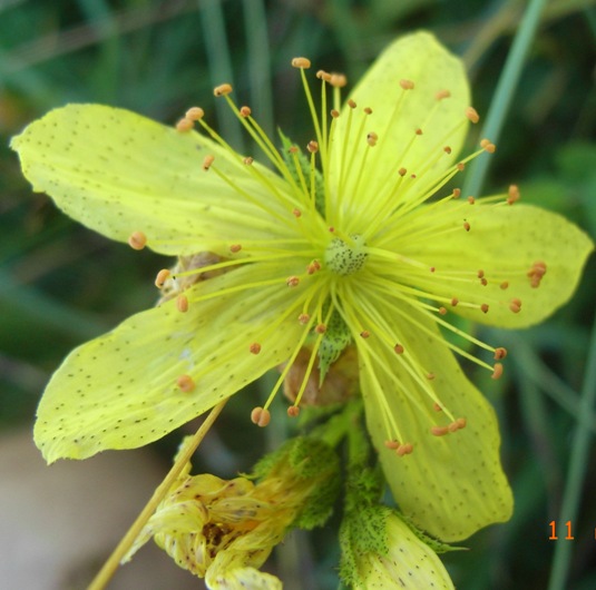 Hypericum richieri